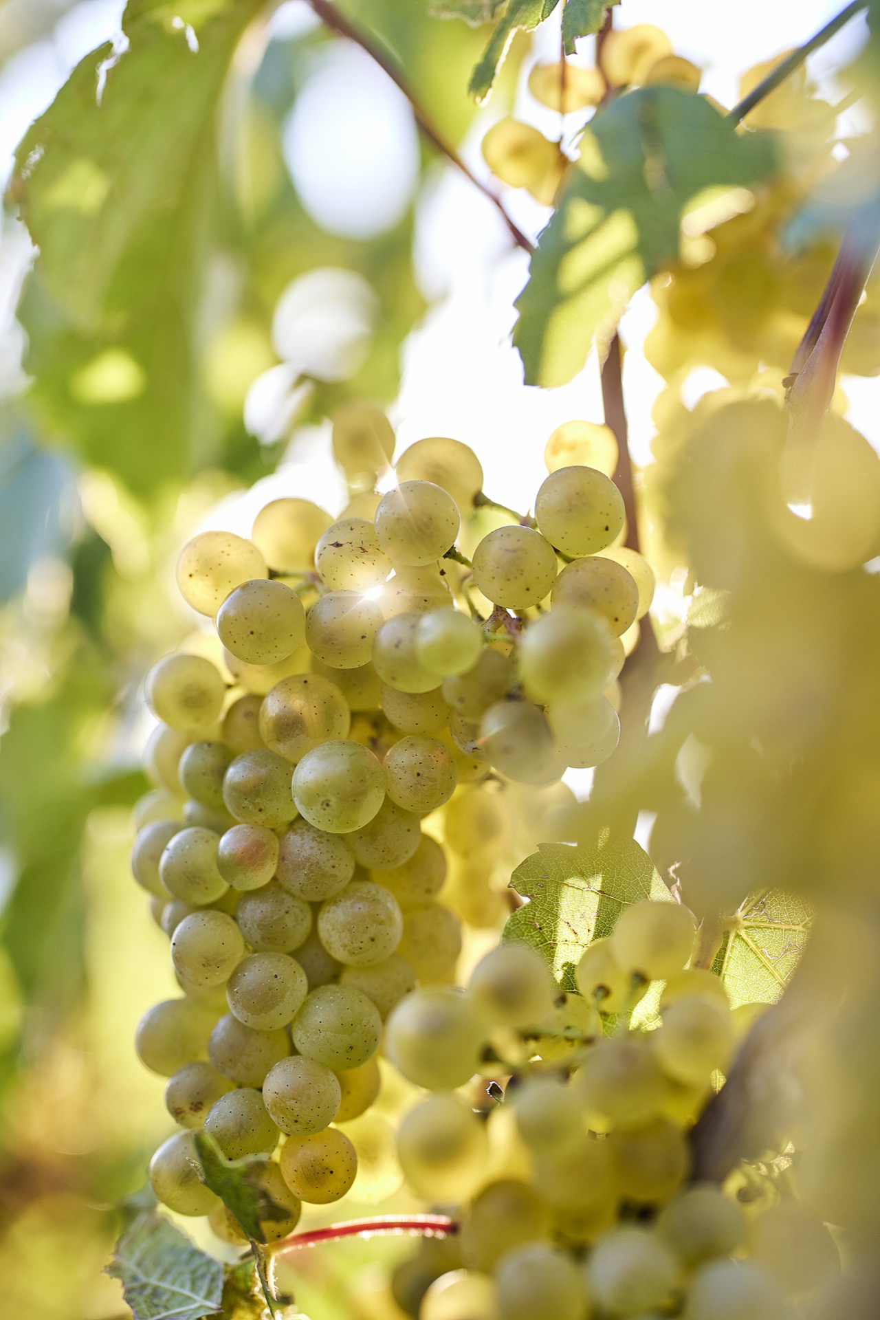 Backlit Champagne grapes